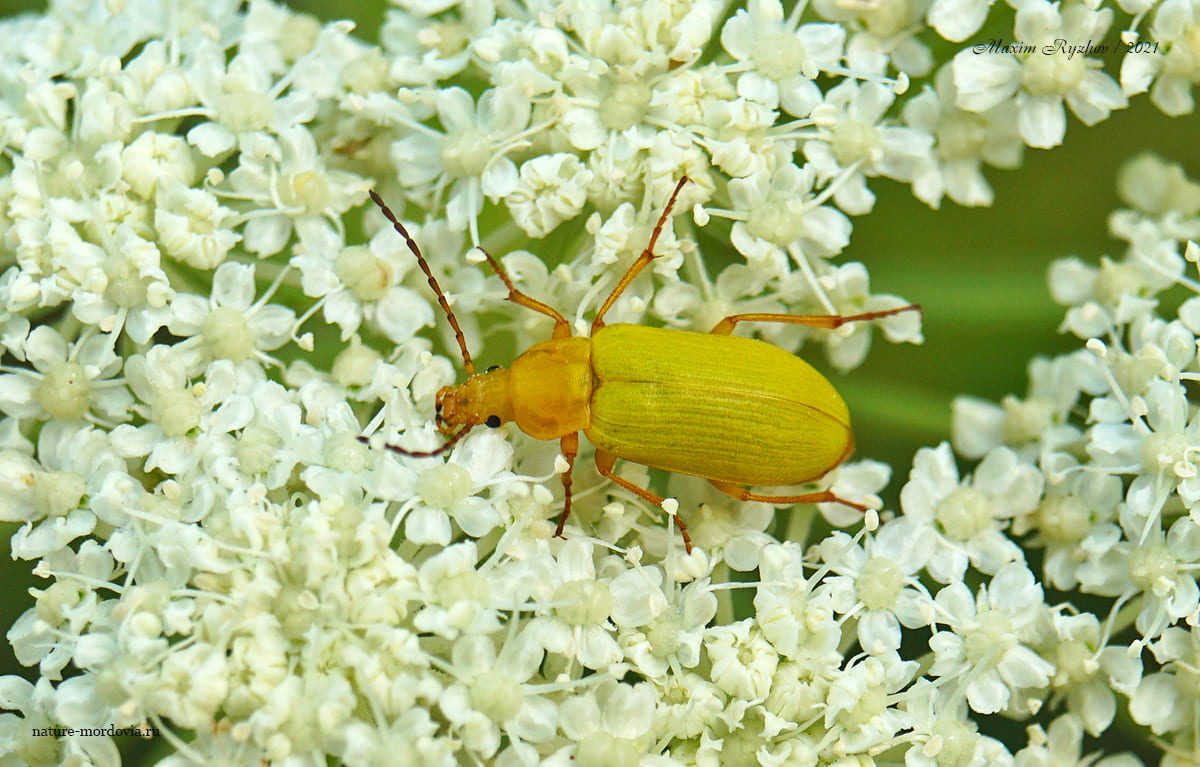 Пыльцеед жёлтый (Cteniopus sulphureus)