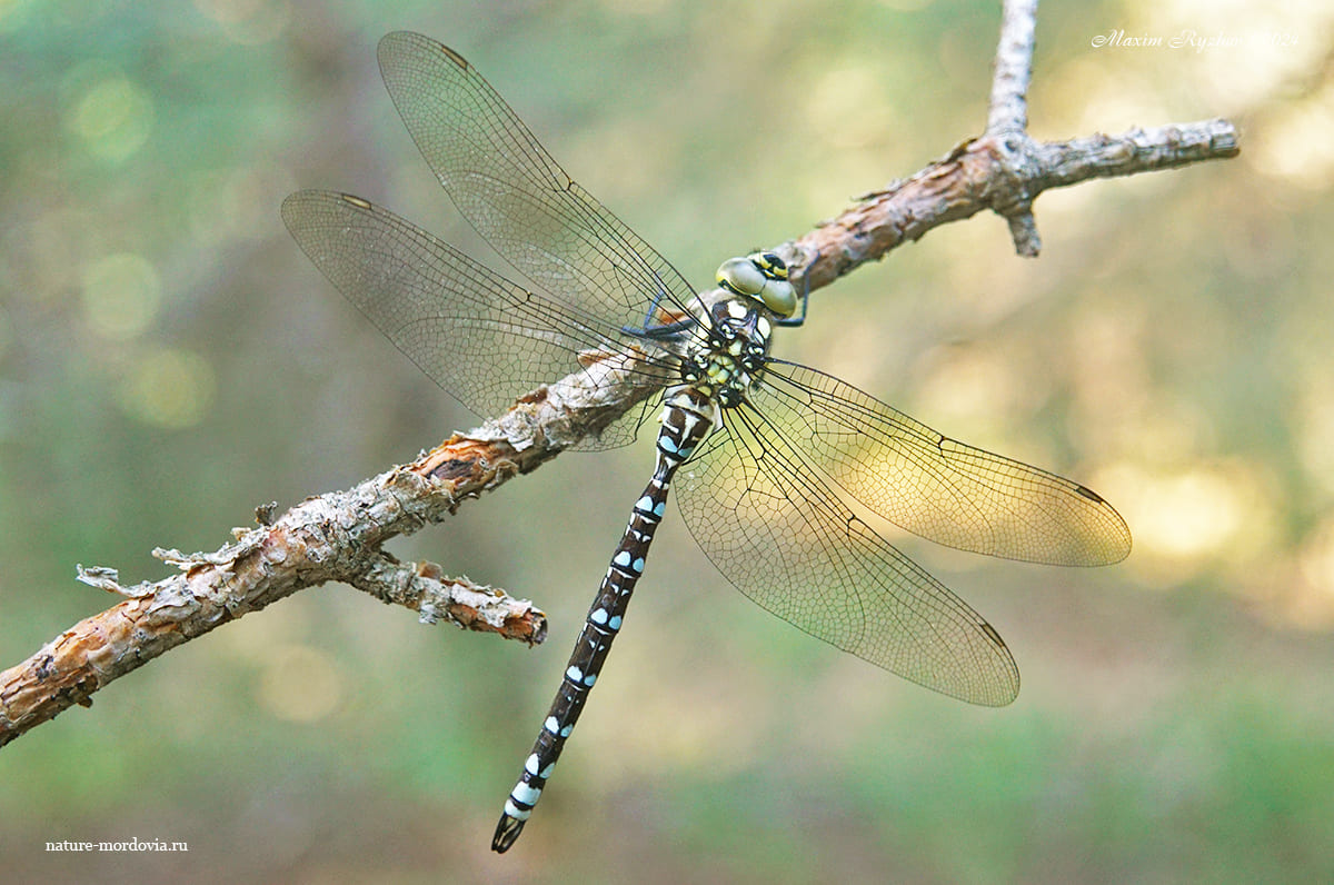 Коромысло синее (Aeshna cyanea)