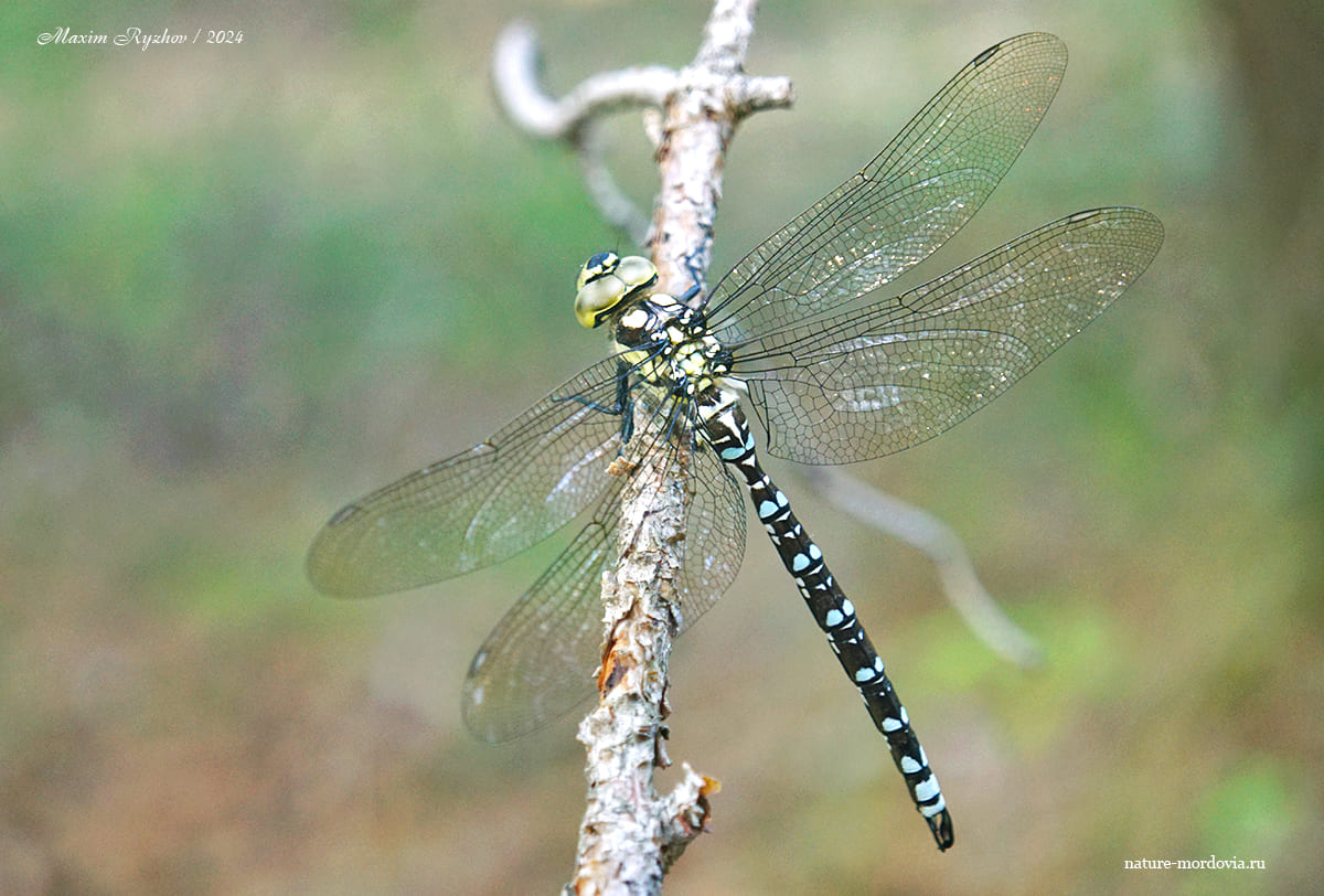 Коромысло синее (Aeshna cyanea)