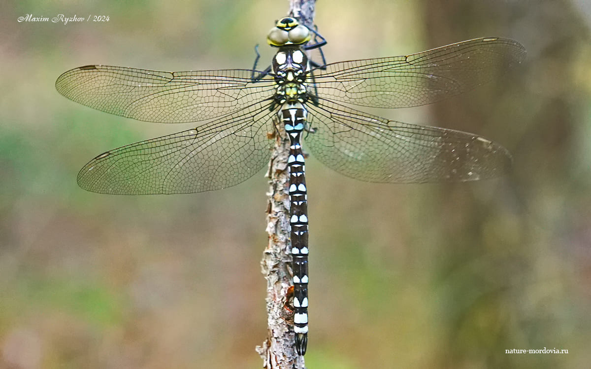 Коромысло синее (Aeshna cyanea)