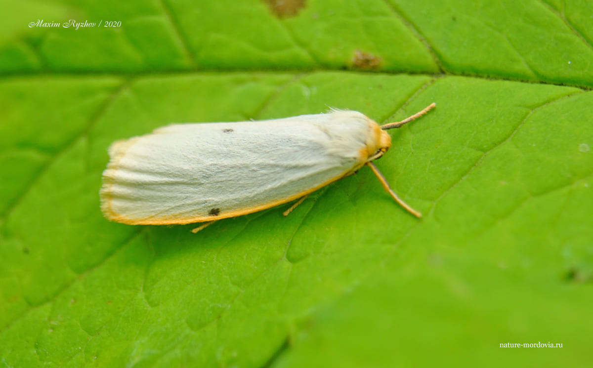 Лишайница красивая (Cybosia mesomella)