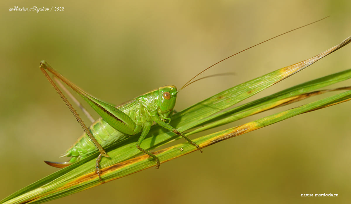 Скачок двухцветный (Bicolorana bicolor)