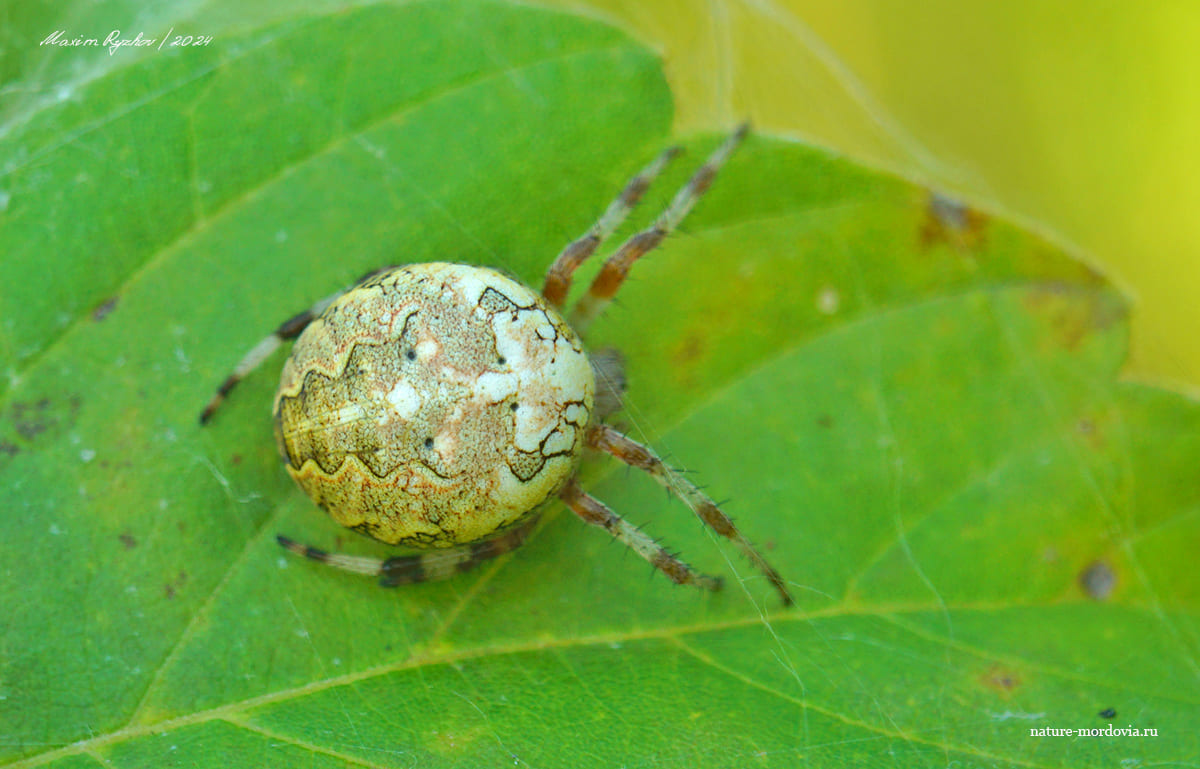 Крестовик мраморный (Araneus marmoreus)