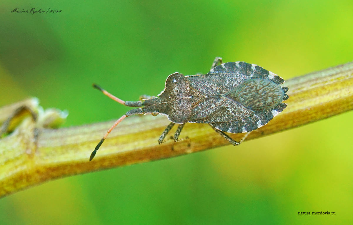 Краевик бурачниковый (Enoplops scapha)