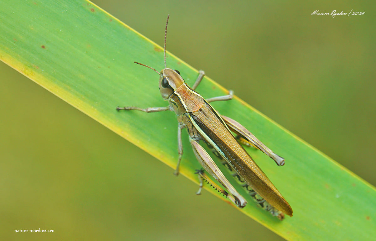 Большая болотная кобылка (Stethophyma grossum)