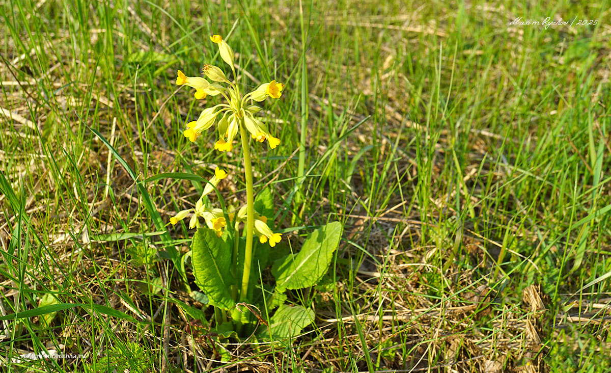 Первоцвет весенний (Primula veris)