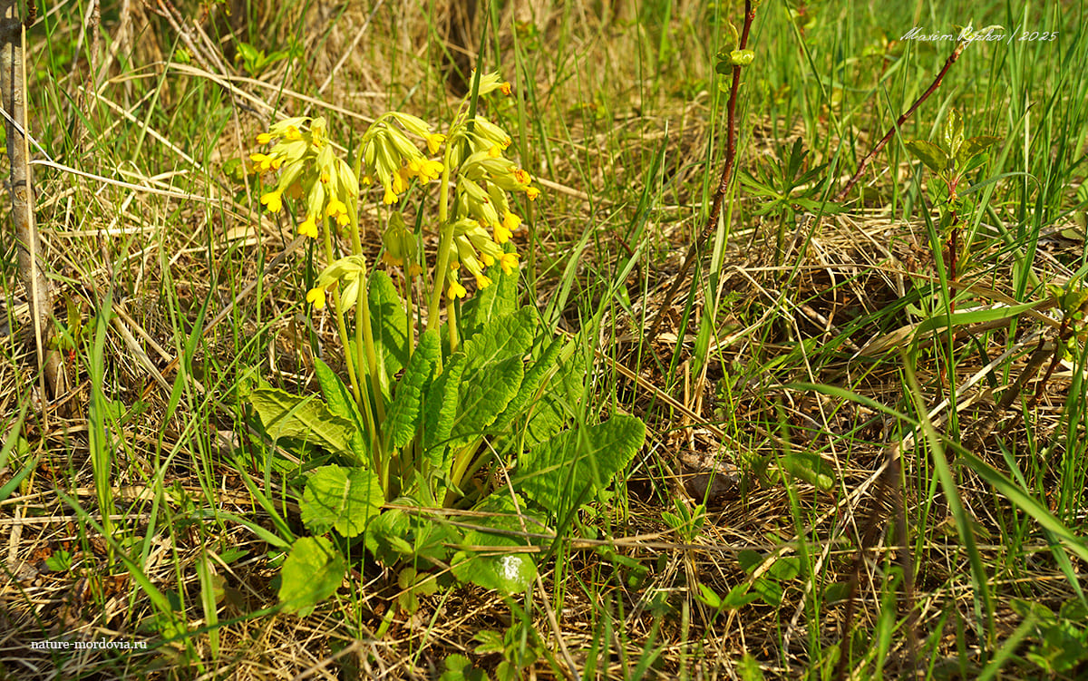 Первоцвет весенний (Primula veris)