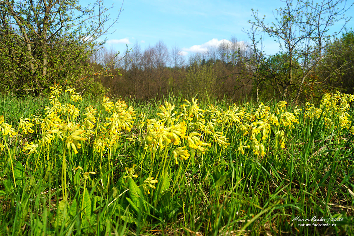 Первоцвет весенний (Primula veris)