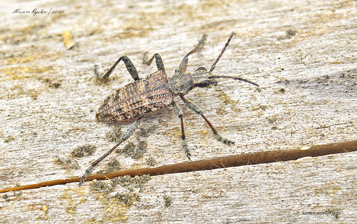 Рагий ребристый (Rhagium inquisitor)