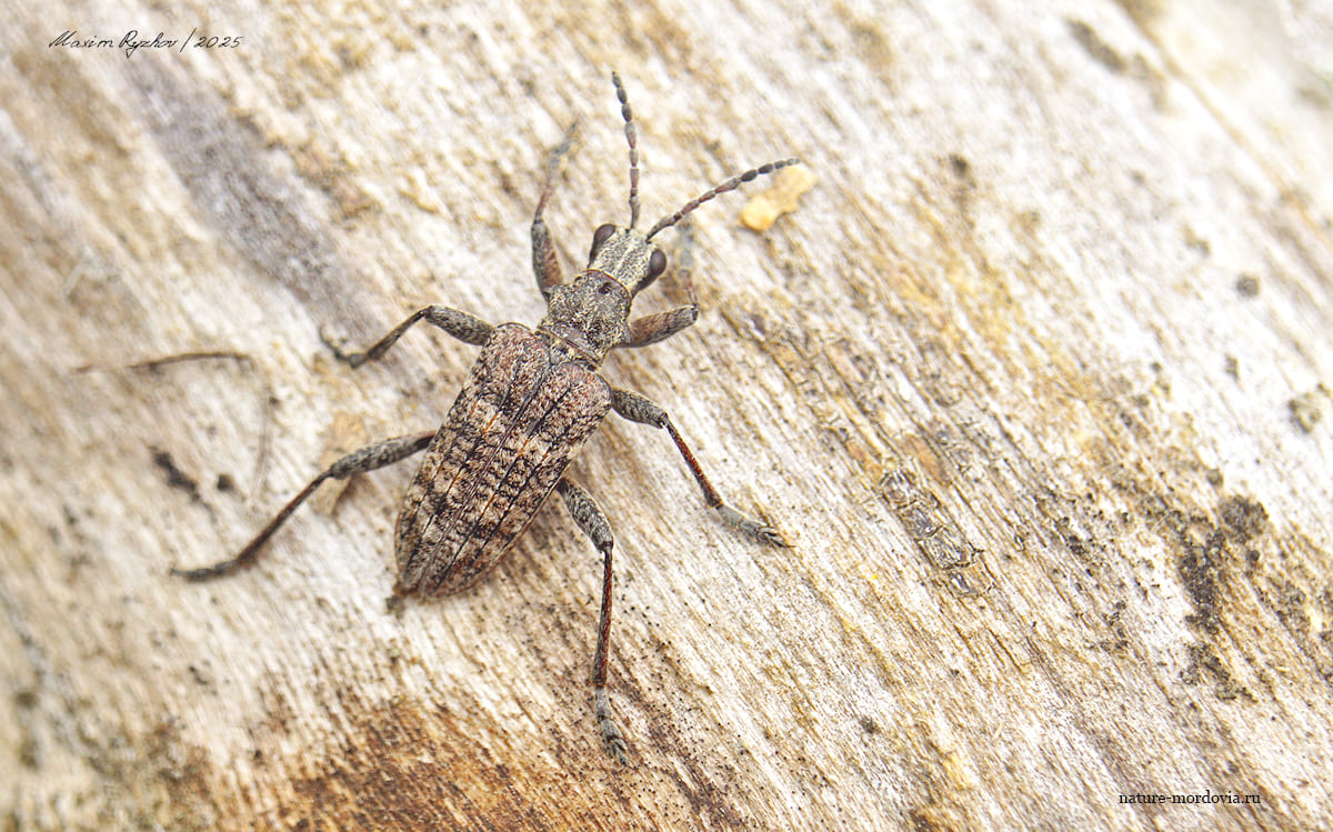 Рагий ребристый (Rhagium inquisitor)