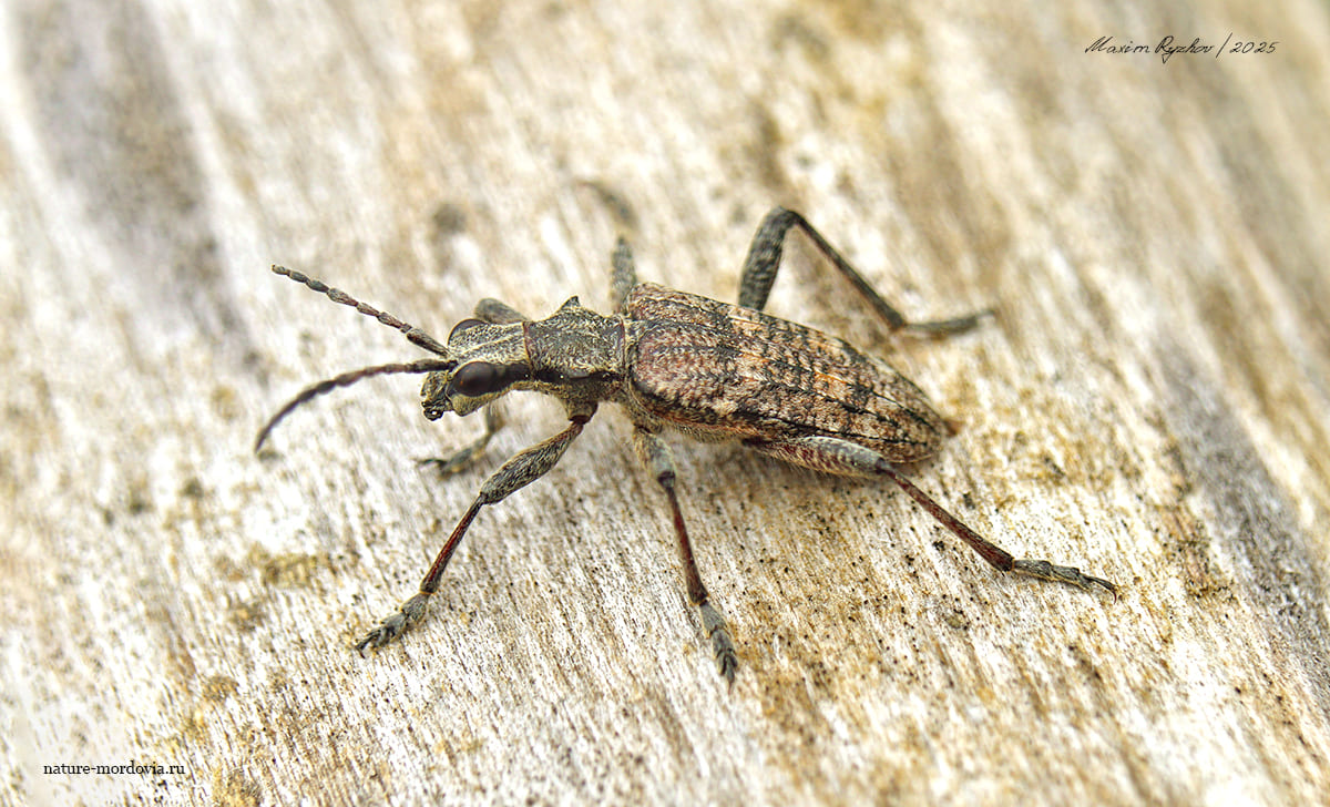 Рагий ребристый (Rhagium inquisitor)