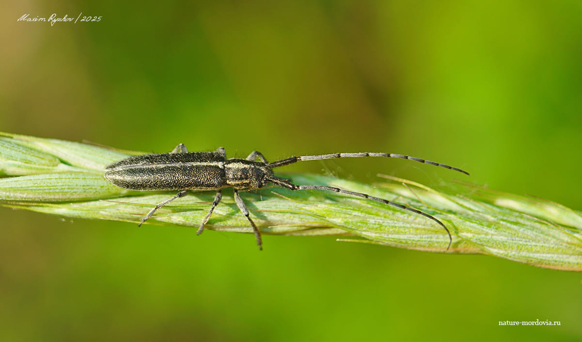 Чертополоховый усач (Agapanthia cardui)