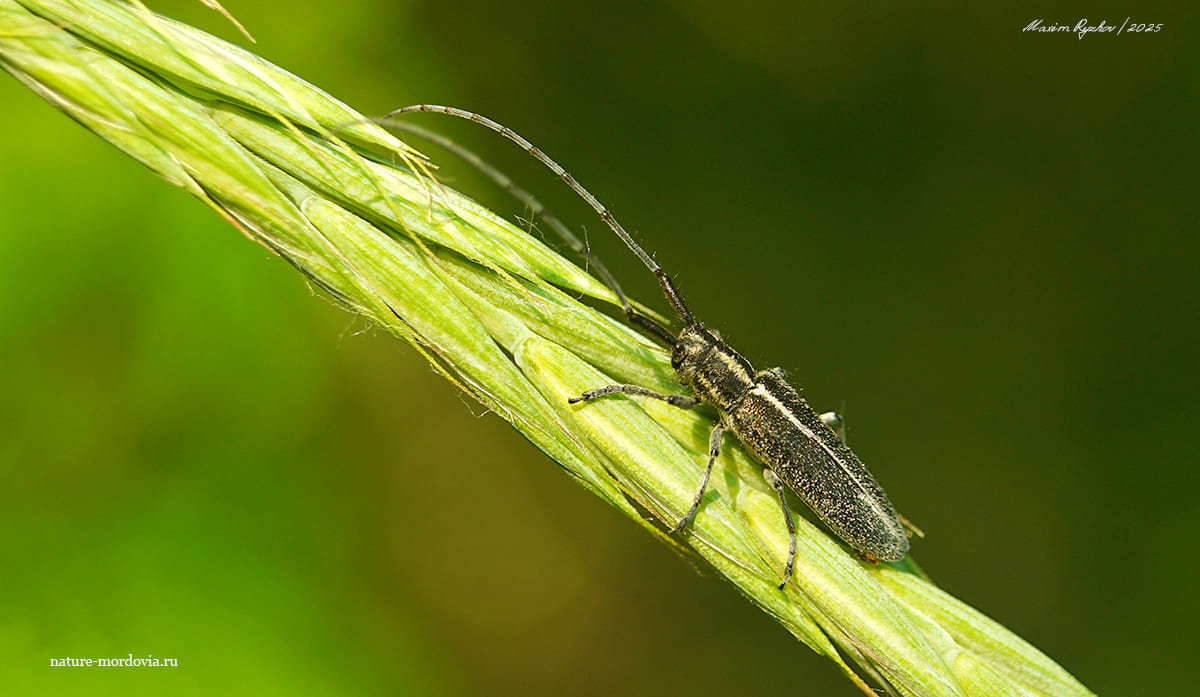 Чертополоховый усач (Agapanthia cardui)
