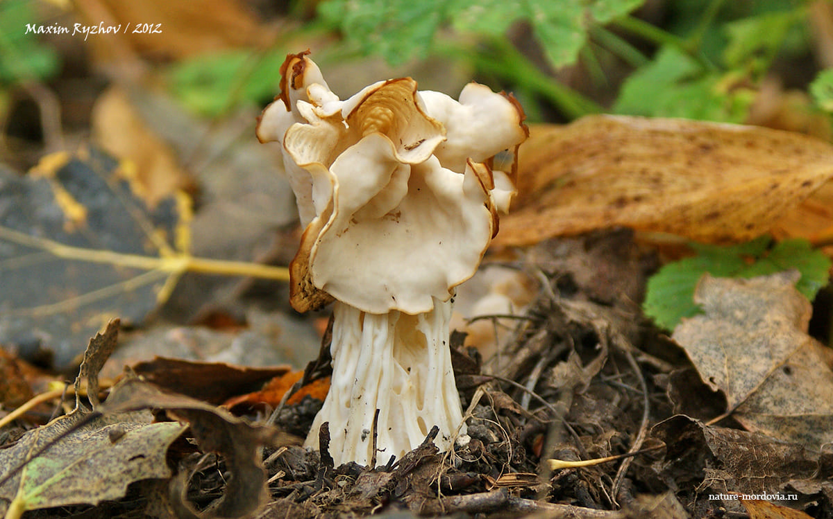 Лопастник курчавый (Helvella crispa)