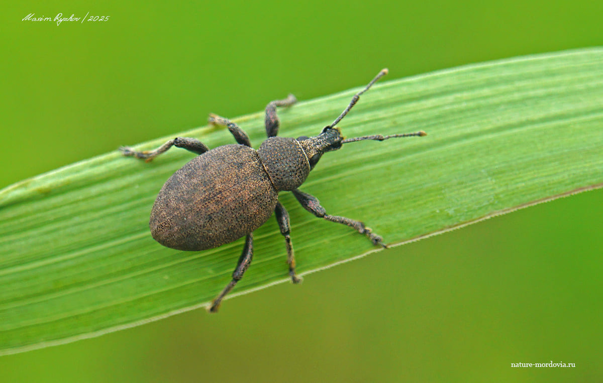 Скосарь люцерновый (Otiorhynchus ligustici)