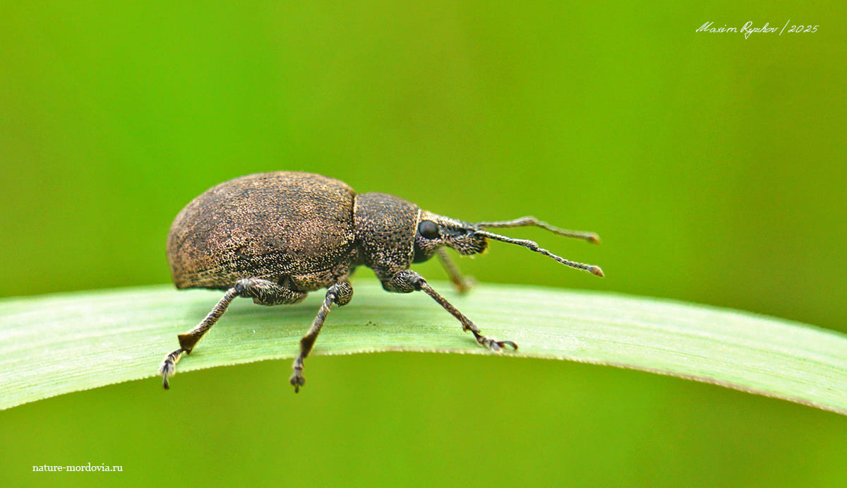 Скосарь люцерновый (Otiorhynchus ligustici)