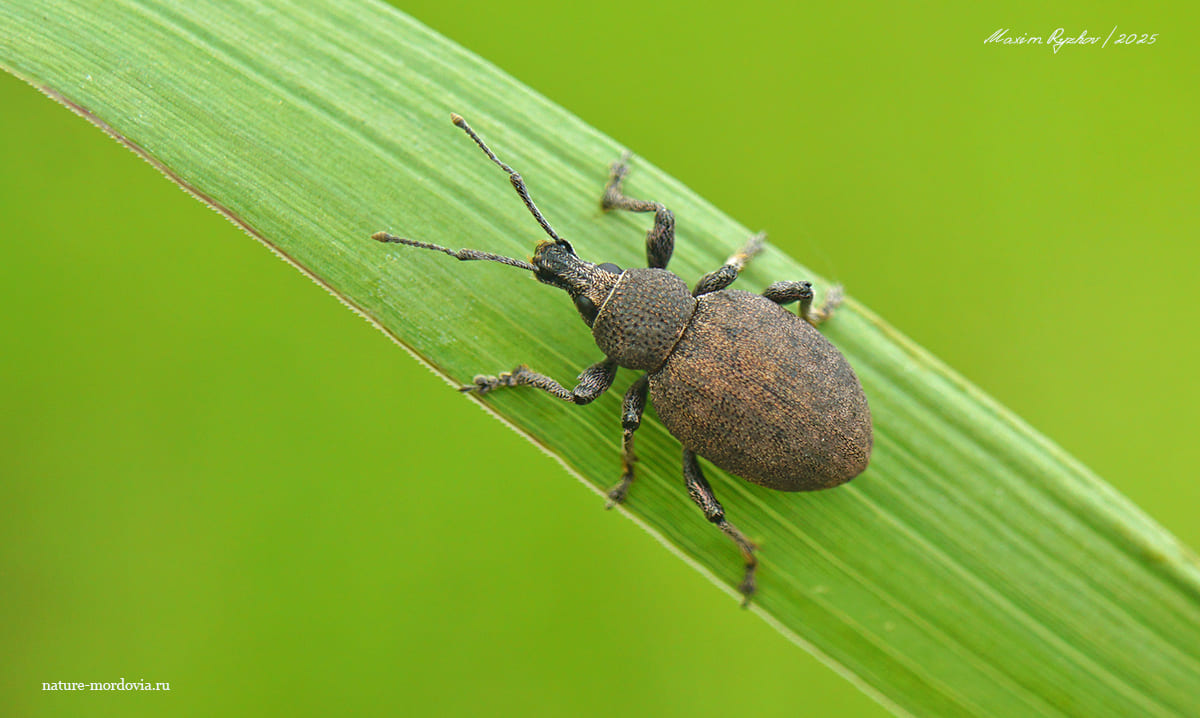 Скосарь люцерновый (Otiorhynchus ligustici)