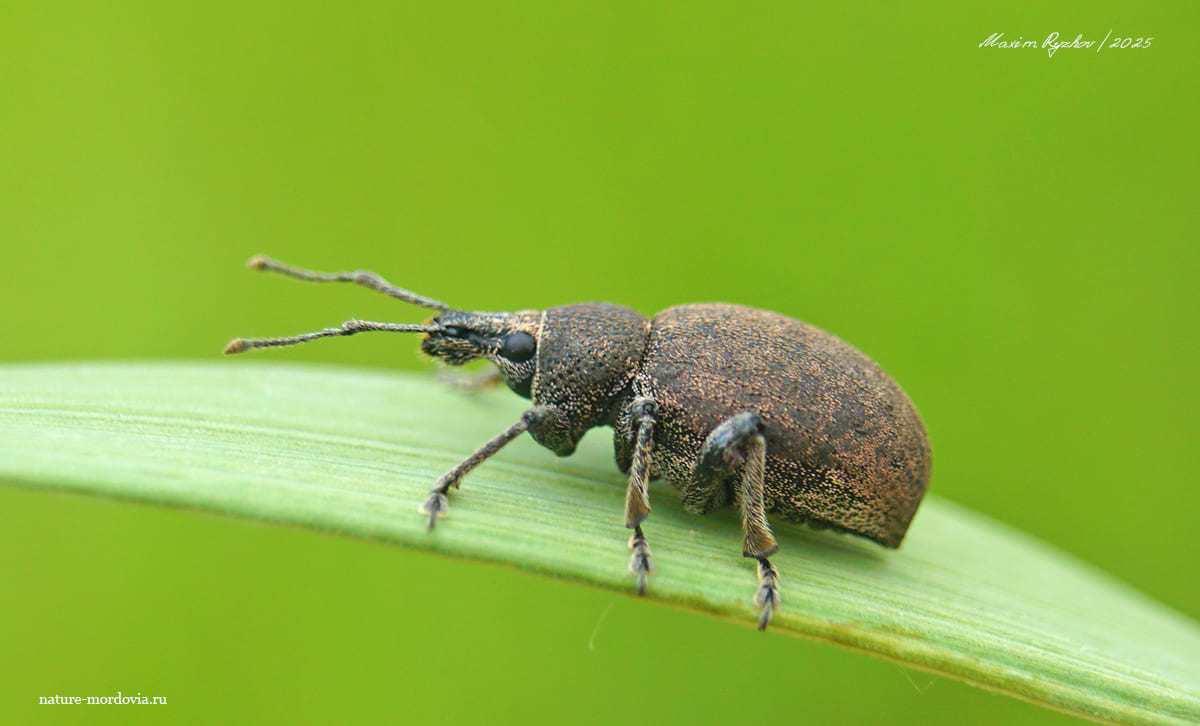 Скосарь люцерновый (Otiorhynchus ligustici)
