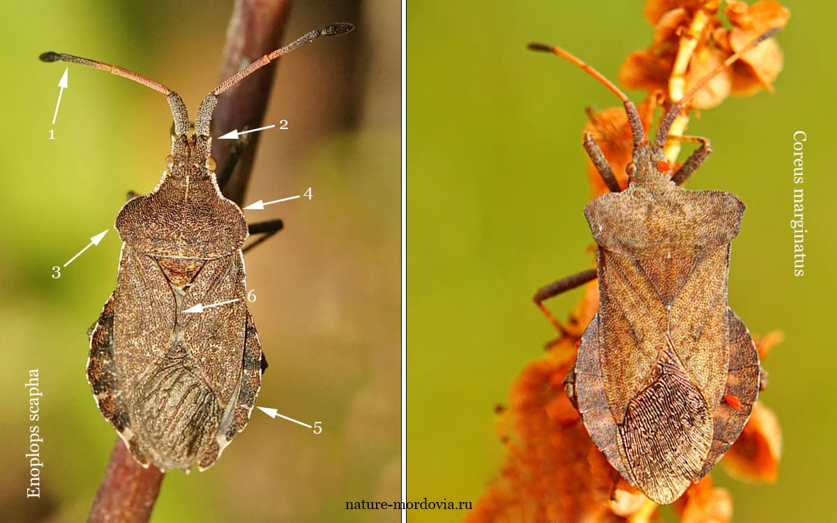 Отличие краевика бурачникового (Enoplops scapha) от краевика щавелевого (Coreus marginatus)