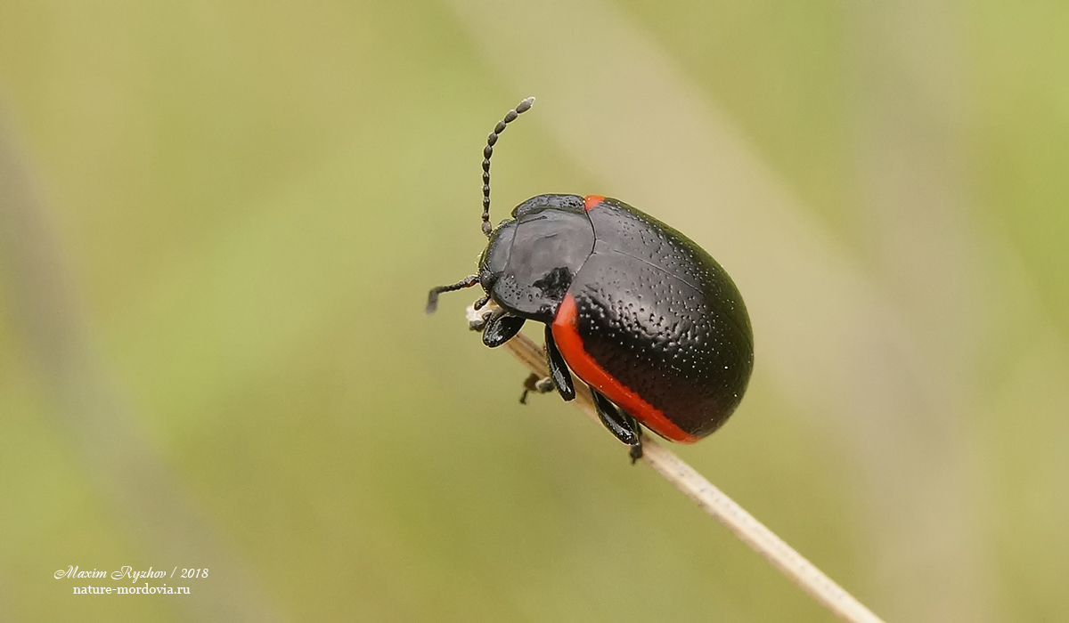 Узкоокаймлённый листоед (Chrysolina sanguinolenta)