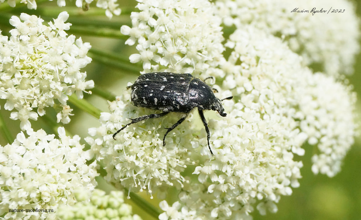 Бронзовка вонючая (Oxythyrea funesta)