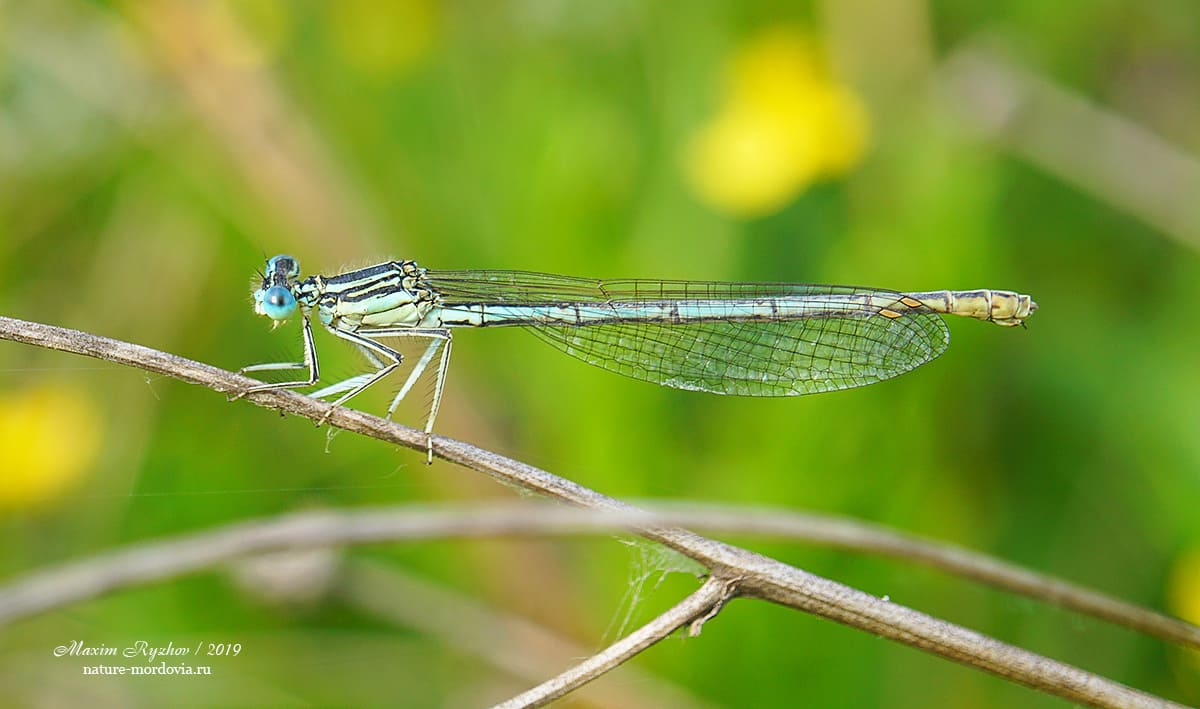 Плосконожка обыкновенная (Platycnemis pennipes)