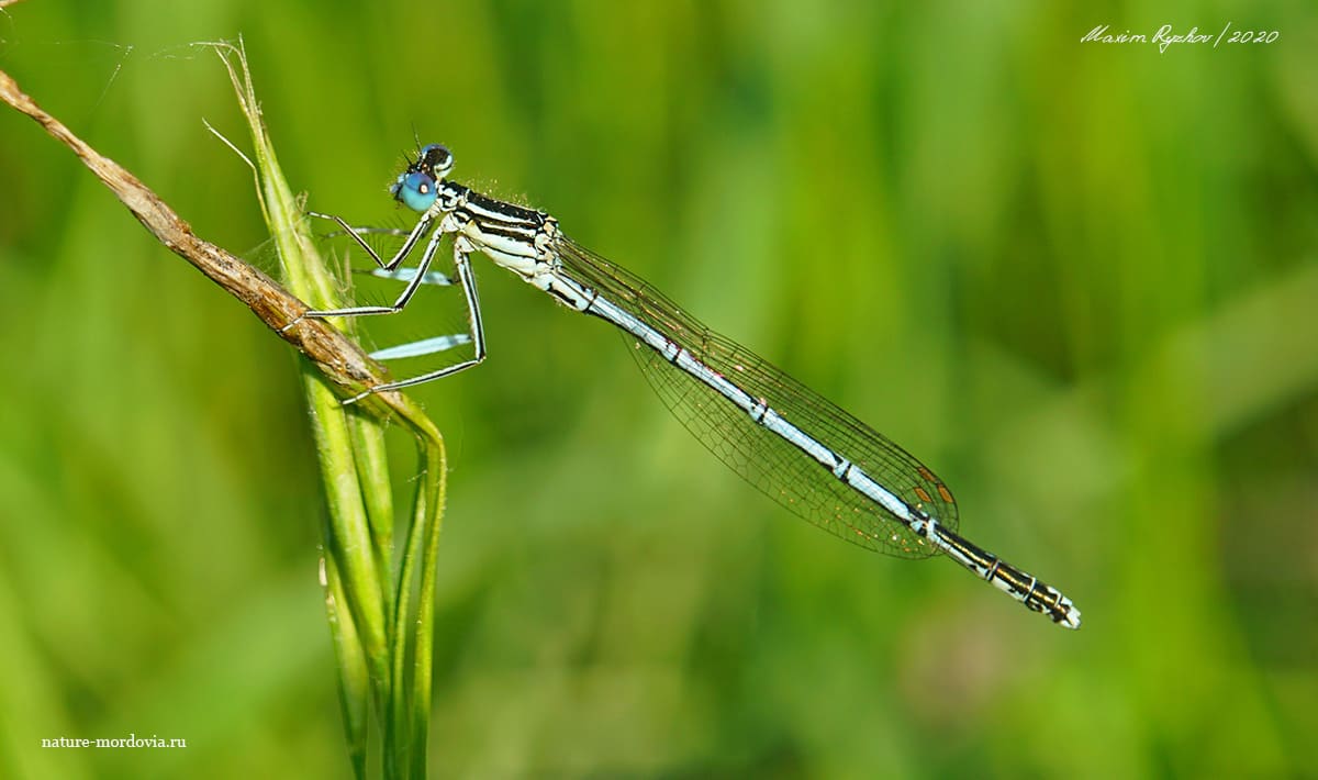 Плосконожка обыкновенная (Platycnemis pennipes)