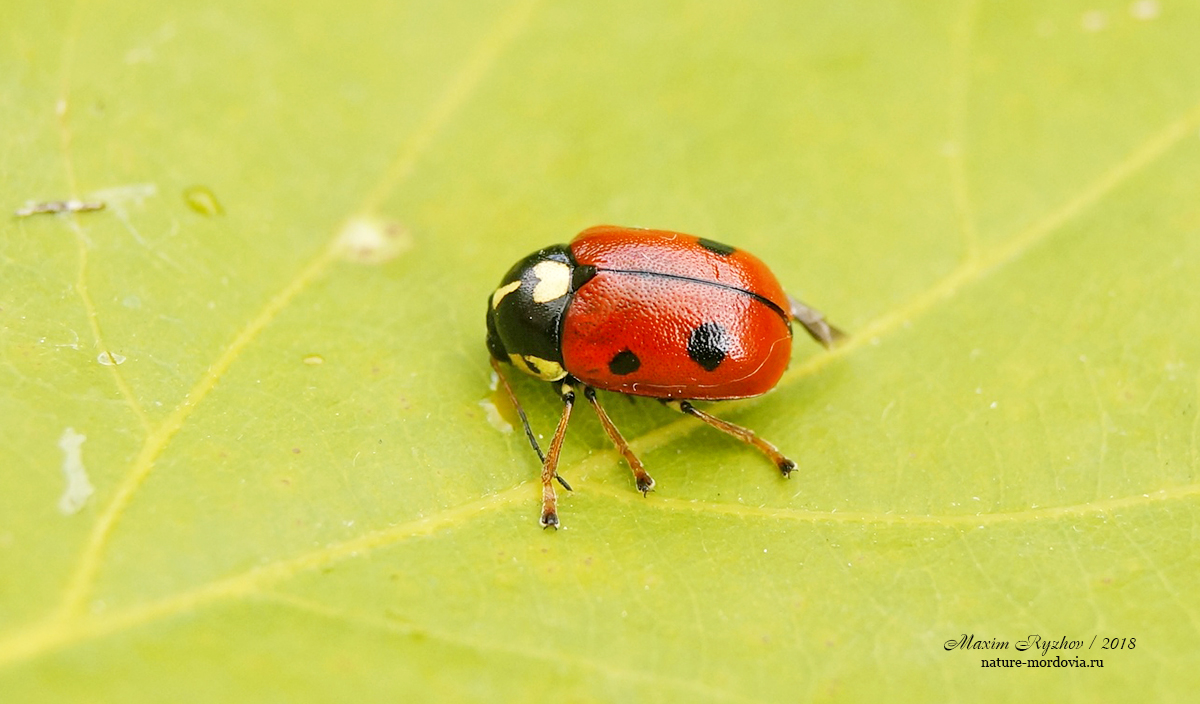 Скрытоглав сердцевидный (Cryptocephalus cordiger)