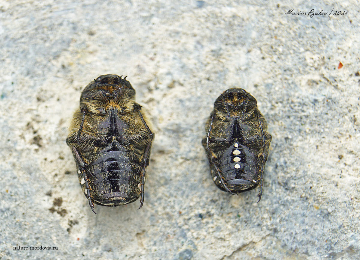 Бронзовка вонючая (Oxythyrea funesta)