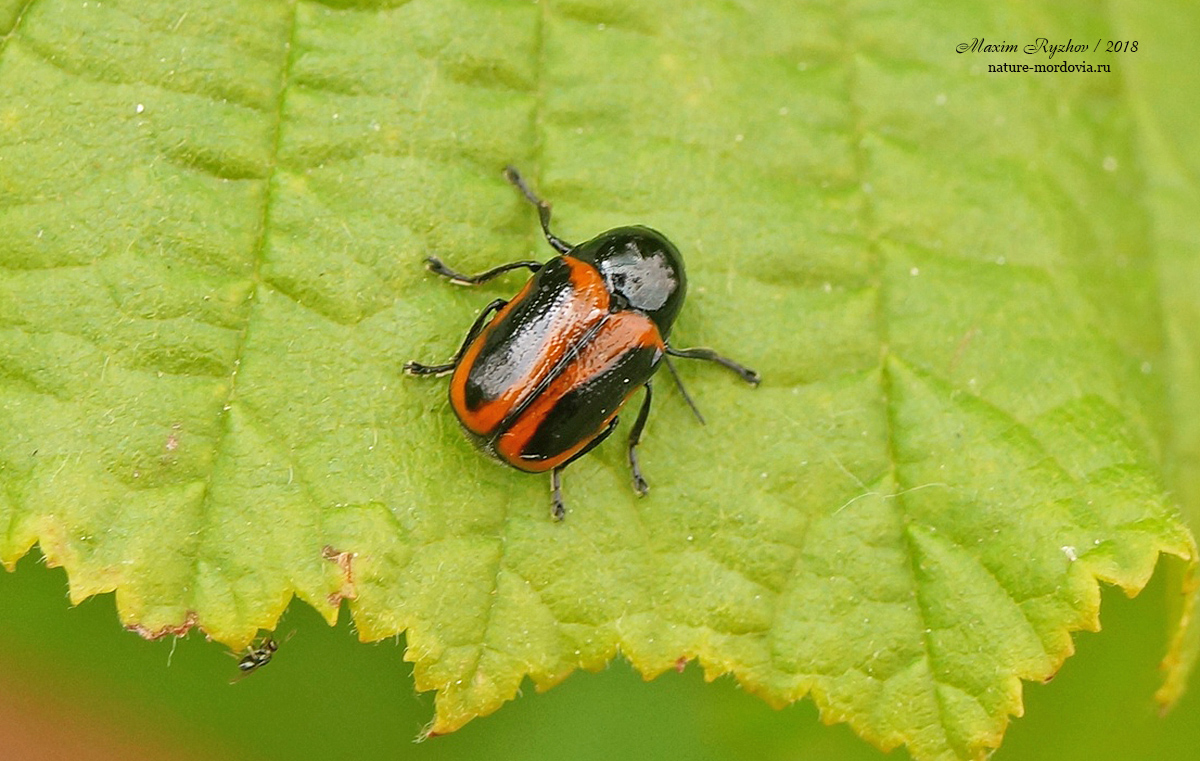 Скрытоглав двухточечный (Cryptocephalus bipunctatus)