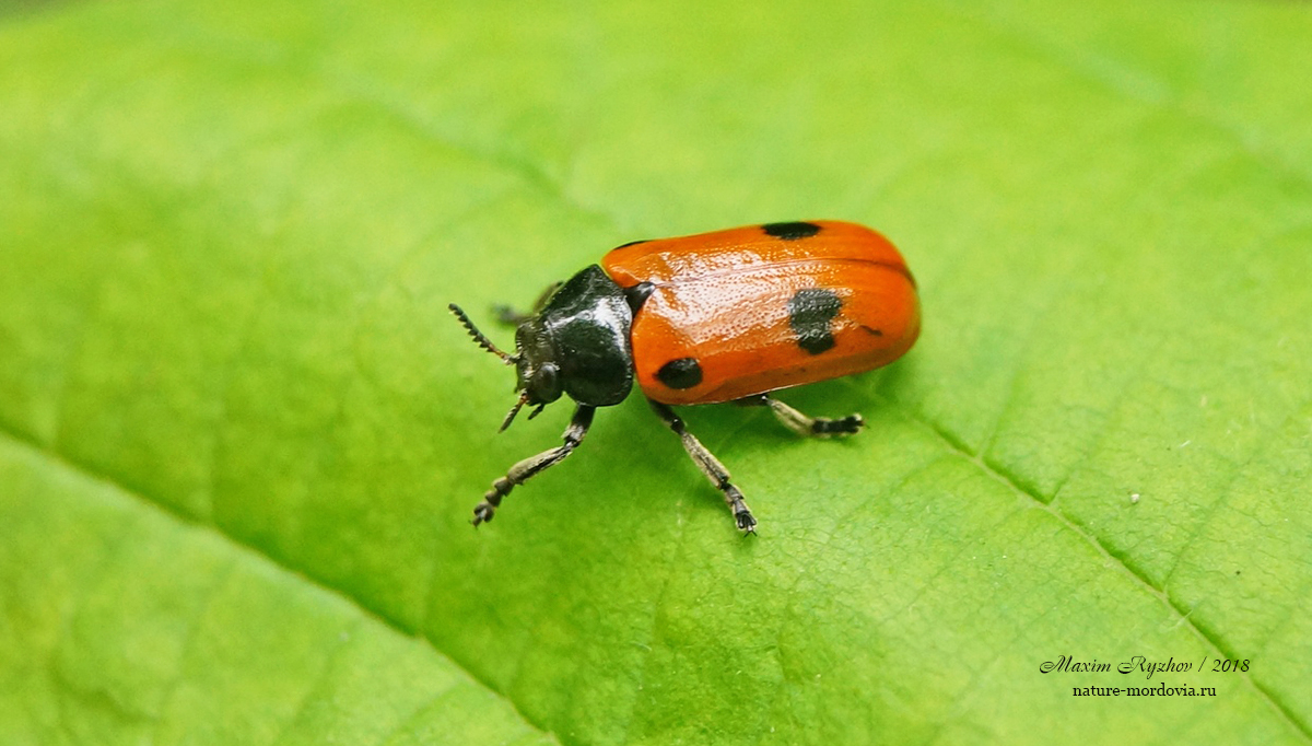 Листоед четырёхточечный (Clytra quadripunctata)