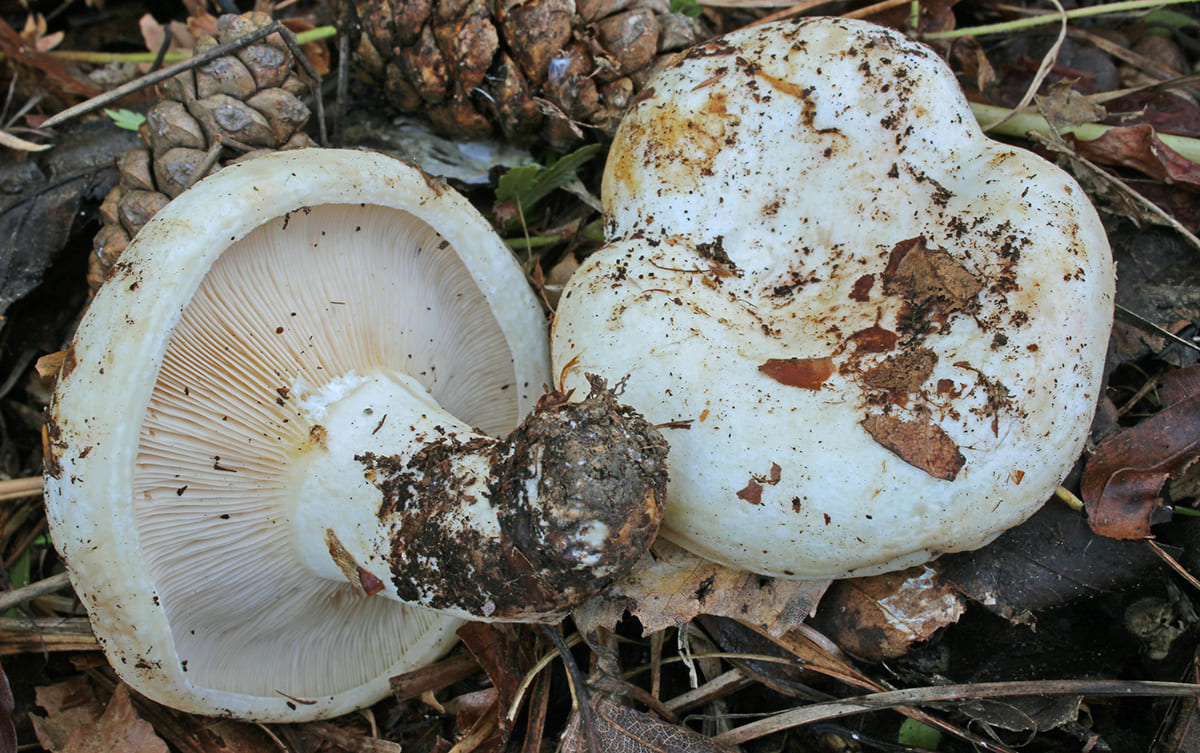 Груздь настоящий (Lactarius resimus)