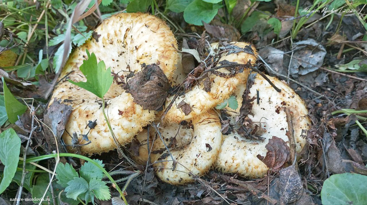 Груздь бахромистый (Lactarius citriolens)