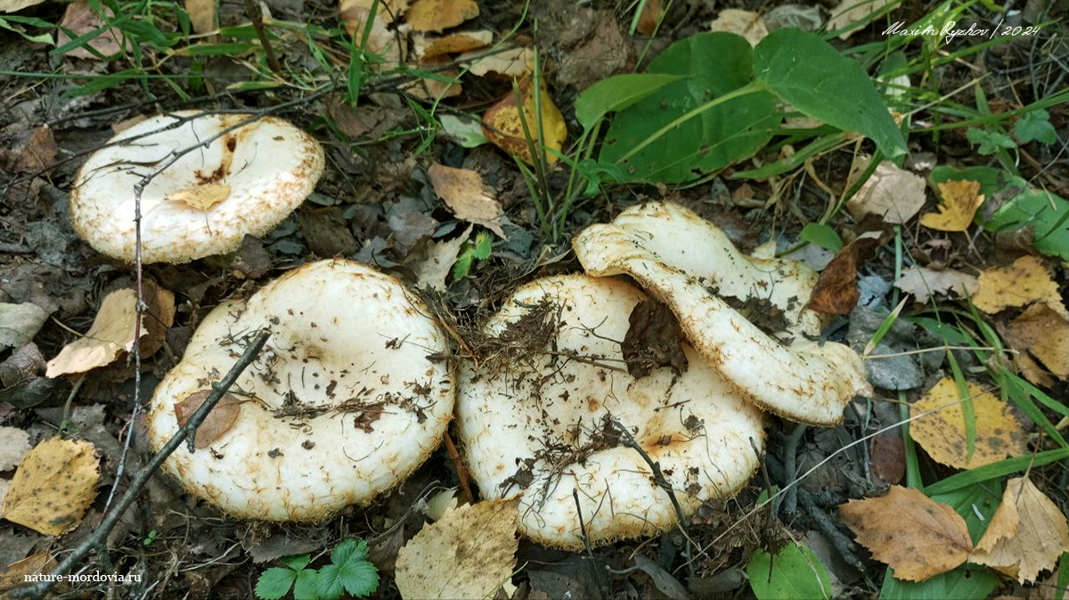 Груздь бахромистый (Lactarius citriolens)