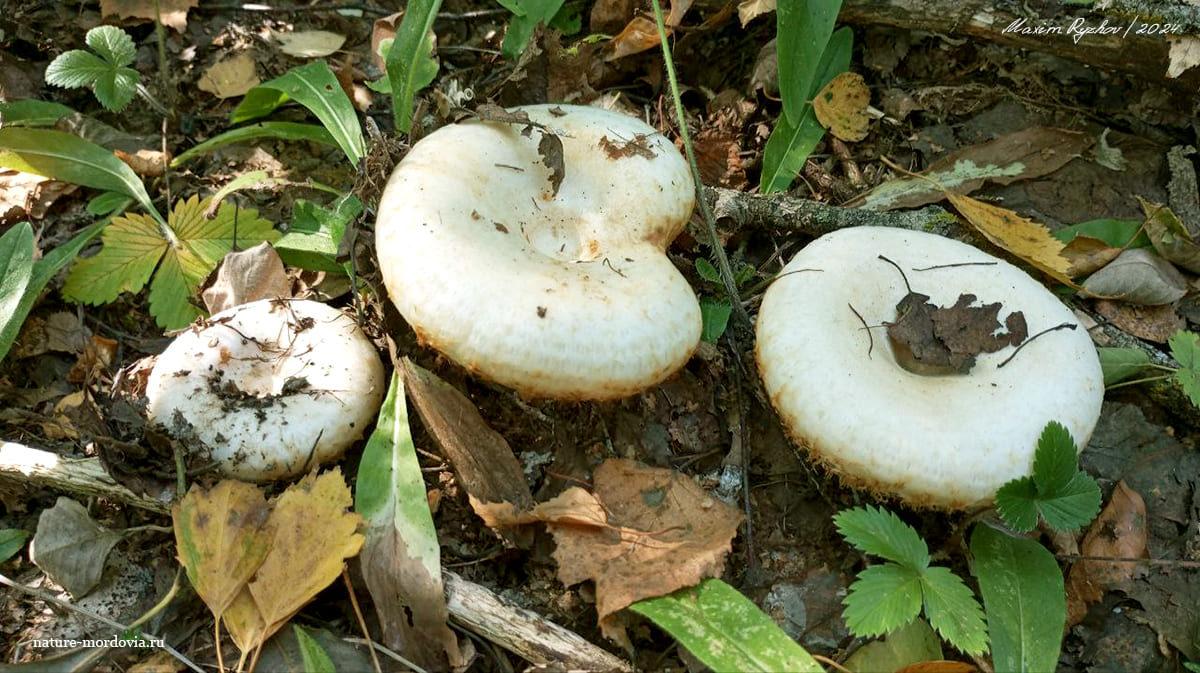 Груздь настоящий (Lactarius resimus)