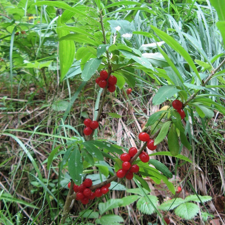 Волчье лыко картинка