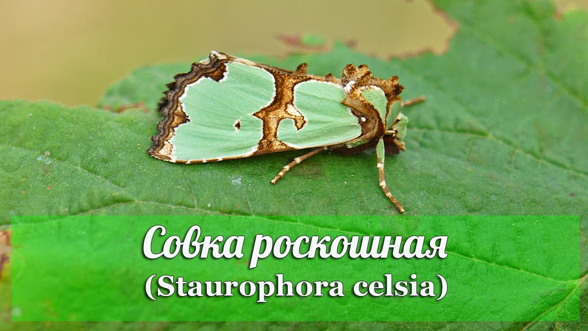 Совка роскошная (Staurophora celsia)
